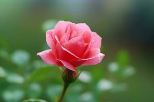 Nahansicht Schuss von ein schön Rosa japanisch Rose foto