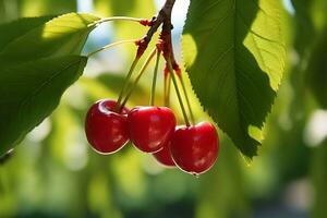 rot Kirschen auf das Baum mit selektiv Fokus foto