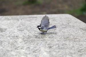 einen Vogel in Freiheit füttern foto