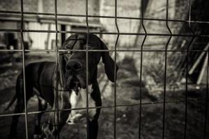 Hund im Zwinger foto