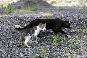 verlassene Straßenkatzen foto