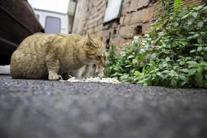 streunende Katzen, die auf der Straße essen foto