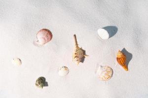 Muscheln werden auf dem Sand angezeigt, Sommerhintergrund