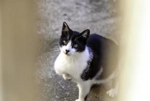 Katze hinter Holztür foto