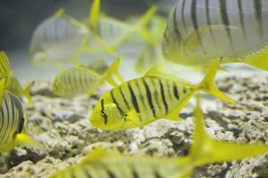 Karang ist golden. ein Herde von groß tropisch Fisch foto