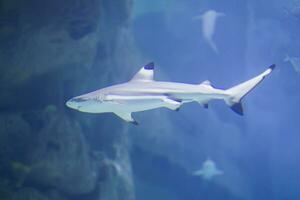 enorm tropisch Hai im Blau Wasserhai im das Aquarium foto