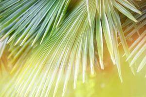 tropisch Palme Blatt im das Sonne. Blumen- exotisch Hintergrund. foto