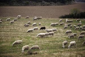Schafe auf dem Feld foto