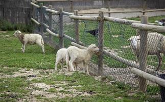 Schafe auf dem Bauernhof foto