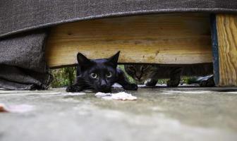 streunende Katzen, die auf der Straße essen foto