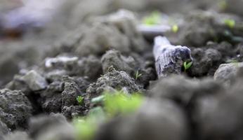 Grassprossen auf dem Boden foto