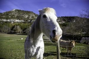 weißes Pferd auf einem Bauernhof foto