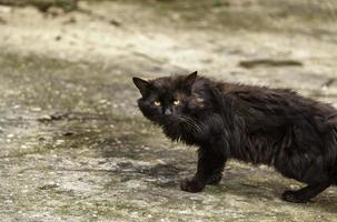 Perserkatze auf der Straße foto