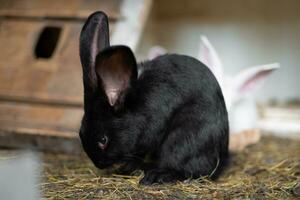 ein schön schwarz inländisch Hase ist Weiden lassen und Gehen im das Gehege draußen foto