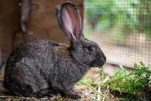 ein schön grau inländisch Hase ist Weiden lassen und Gehen im das Gehege draußen foto