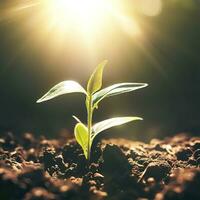 ein Pflanze wachsend im das Boden mit das Sonne leuchtenden auf Es. ai generativ foto
