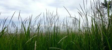 Foto von Gras und wolkig Himmel