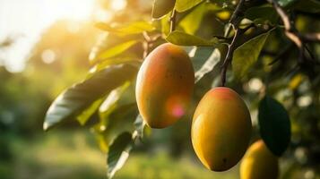 tropisch reif Gelb Mango Obst hängend auf Baum Ast mit schön Bauernhof und Sonnenlicht ai generiert foto