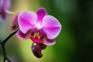 Orchidee Rosa Blume. generieren ai foto