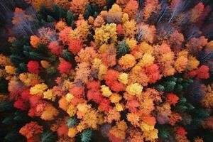 Antenne Aussicht von ein zauberhaft Herbst Wald mit beschwingt Farbtöne von orange, Rot, und Gold ai generativ foto