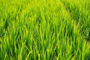 Grün Reis Felder im ein breit Reis Feld im das Landschaft foto