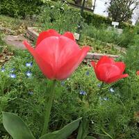 Nahansicht Ansichten von ein schön eingefärbt natürlich Blumen im das Botanik Garten. foto