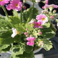 Nahansicht Ansichten von ein schön eingefärbt natürlich Blumen im das Botanik Garten. foto