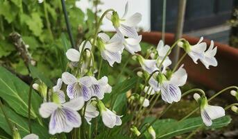 Nahansicht Ansichten von ein schön eingefärbt natürlich Blumen im das Botanik Garten. foto