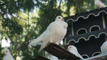 Weiß Taube auf ein Baum Ast im ein Vogel Zuflucht. foto
