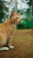 Orange Katze Sitzung auf das Boden im das Garten mit selektiv Fokus. foto