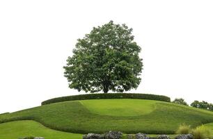 Single Baum auf Gras Hügel isolieren Weiß Hintergrund mit Cliping Pfad und Alpha Kanal. foto