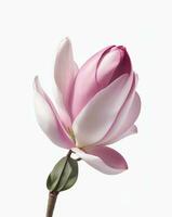 Magnolie. realistisch Rosa Blume isoliert auf Weiß Hintergrund ai generiert foto