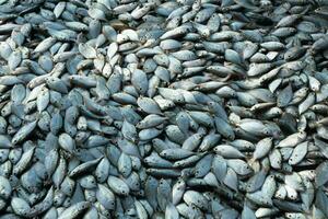 viele frisch klein gesund Nahansicht Silber roh ungekocht Sardine Anschovis Bass Fisch Tier Fang von Blau Ozean Meer Mittelmeer wie ein Zutat zum Meeresfrüchte und Essen Markt Industrie Restaurant Lebensmittelgeschäft foto