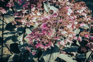 schließen oben Blühen Rosa Fuchsie Blumen Konzept Foto. Vorderseite Aussicht sonnig Garten foto