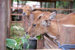 mehrere Kühe sind Essen Gras im das Stift foto