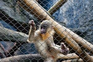 selektiv Fokus von Mandrill Affe Sitzung im seine Käfig im das Nachmittag. großartig zum Erziehung Kinder Über wild Tiere. foto
