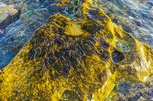 steine felsen korallen türkis grün blau wasser am strand mexiko. foto