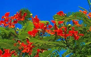 schöner tropischer flammenbaum rote blumen extravaganter delonix regia mexico. foto