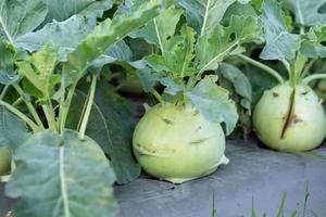 Kohlrabi oder Kohlrabi wächst im Garten foto