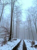 Weg durch ein neblig Schnee bedeckt Wald foto