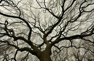 blattlos Baum Geäst Sicht. generieren ai foto