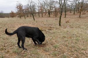 Ernte schwarzer Trüffel mit Hilfe eines Hundes in Lalbenque, Frankreich, foto
