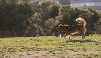 ein hund hat spaß mit seinem ball im madrid rio park, madrid spanien foto