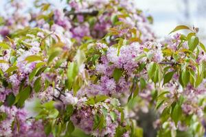 im Frühling, Kirsche Blüten und Rosa Blumen blühen. Prunus serrulata 'kanzan' - - japanisch Kirsche im voll blühen foto