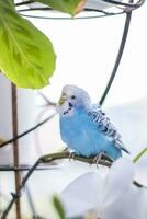 ein schön Blau Wellensittich sitzt ohne ein Käfig auf ein Haus Pflanze. tropisch Vögel beim heim. foto