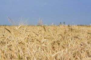 landwirtschaftlicher Bereich. reife Ähren an einem sonnigen Tag. das Konzept einer reichen Ernte. foto