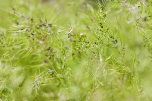 natürlich Grün Hintergrund von wachsend Gras mit selektiv Fokus. Grün Wiese. frisch Grün Gras Hintergrund. natürlich Textur. foto