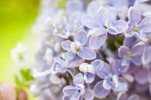 lila im das Garten. Blühen lila-lila Blumen, selektiv Fokus. ein Ast von lila im das Sonnenlicht. Sie blühen im Frühling. selektiv Fokus. foto