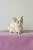 ein inländisch Katze von das birmanisch züchten, das Farbe von Champagner mit Gelb Augen, im ein Stadt Wohnung Gebäude. Likes zu Lüge auf das Couch. Porträt von ein Tier. foto
