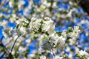 Apfel Bäume im blühen auf ein hell sonnig Tag, gegen ein hell Blau Himmel. natürlich Blumen- saisonal hintergrund.schön Blühen Apfel Obstgarten, Frühling Tag foto